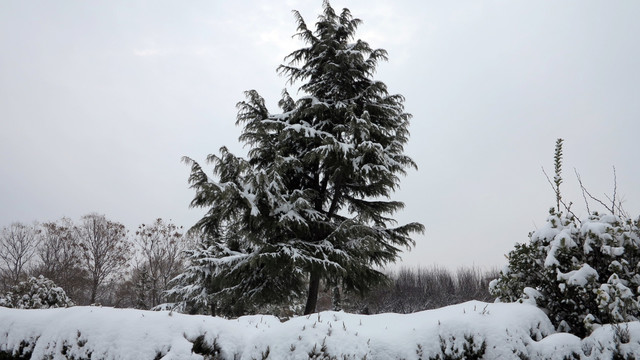 雪景 松树