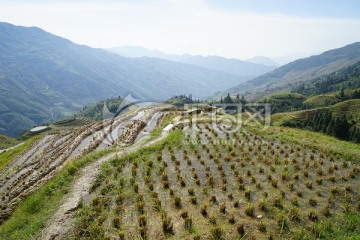 龙脊梯田