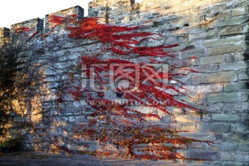 城墙红叶
