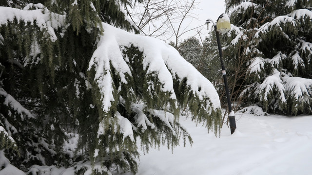 积雪 雪松