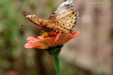 蝴蝶 采花 百日菊