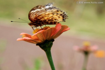 蝴蝶 采花 百日菊
