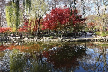 鲁迅公园的红叶