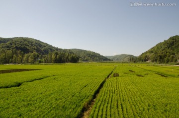 南泥湾 稻田