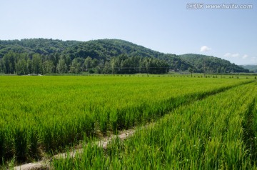 南泥湾 稻田