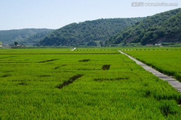 南泥湾 水稻田