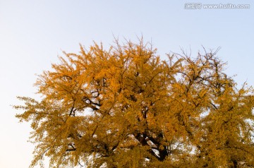 秋天的银杏古树