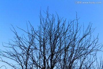 冬天 树木 树枝