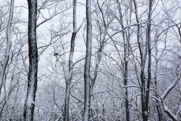 雪景 树林 树枝