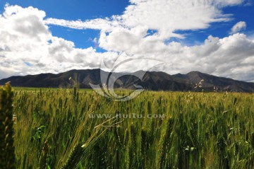 西藏风光 蓝天白云 高原农作物
