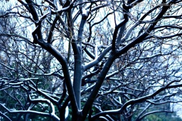 大雪覆盖的无患子树