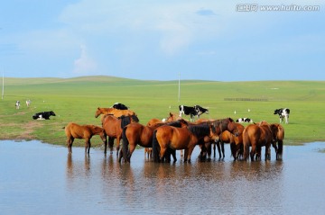 草原上饮水的马群