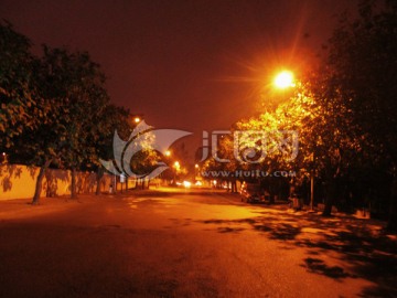 夜景 树木、道路和街灯