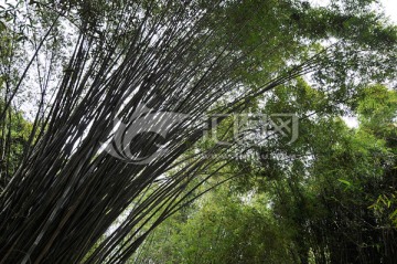 竹林 竹子 大片竹林 竹园