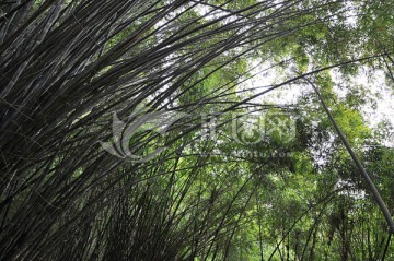 深山竹林