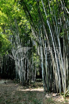 竹林 竹叶