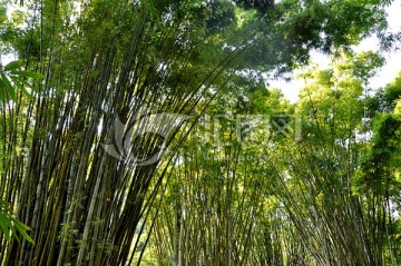 竹林 竹子