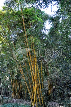 深山竹林