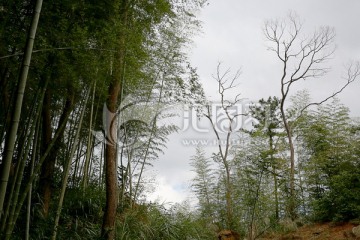 深山竹林