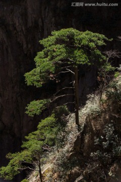 黄山松 竖片 逆光剪影