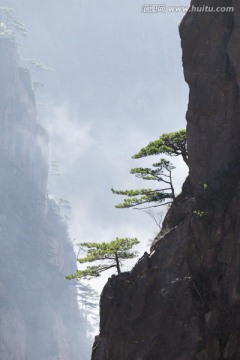 黄山松 竖片 逆光剪影