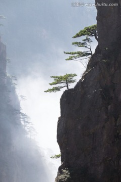 黄山松 竖片 逆光剪影