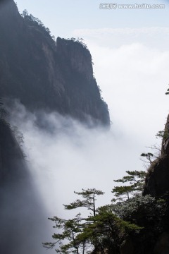 黄山松 竖片 逆光剪影