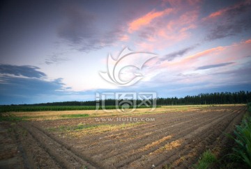 田野