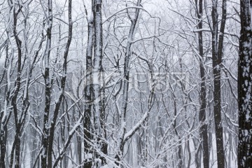 雪景 树林 树枝