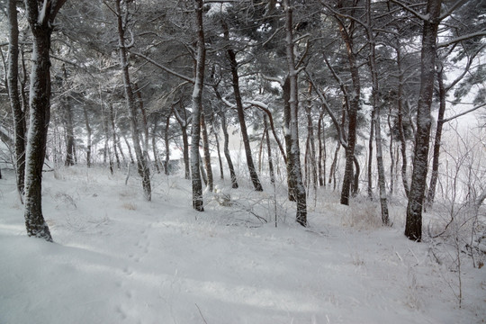 松林 雪地 雪景