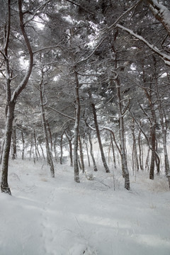 树林 雪景 背景