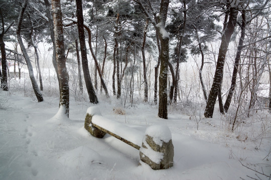 松林 雪地 雪景