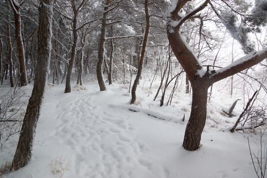 松林 雪路 雪景