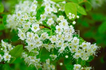 白色野生花