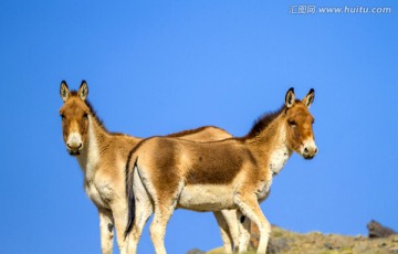 可可西里野驴