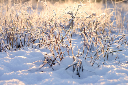 冬雪