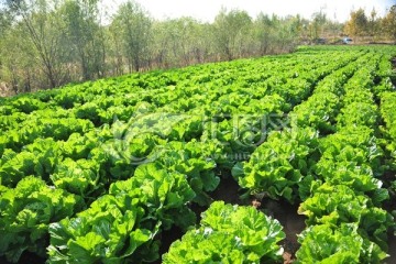 绿色蔬菜基地 白菜