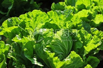 白菜 绿色蔬菜