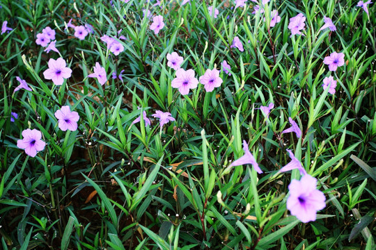 野花 花卉 公园 植物