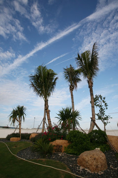 海边 椰子树 蓝天白云