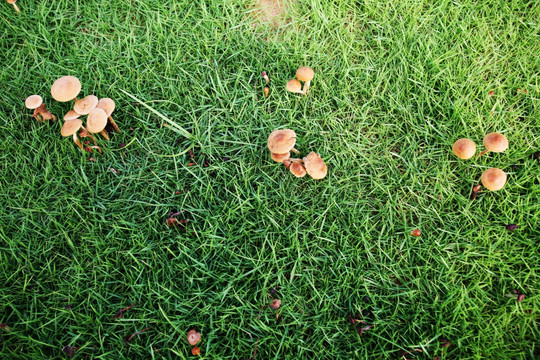 蘑菇 小草 野生 天然 有机