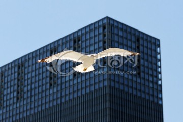城市飞翔的海鸥