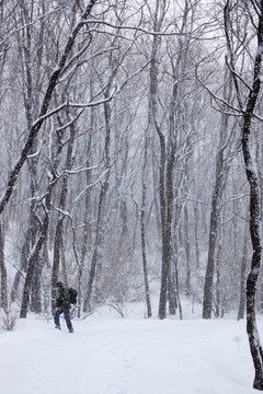 雪景 槐树林