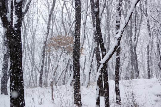 雪景 树林