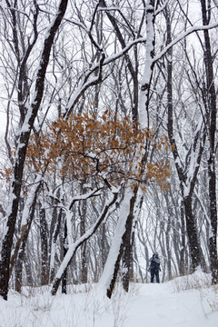 雪景 森林