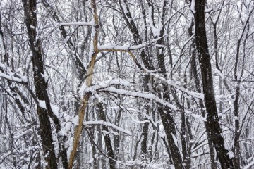 雪景 树枝