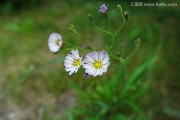 山苦荬