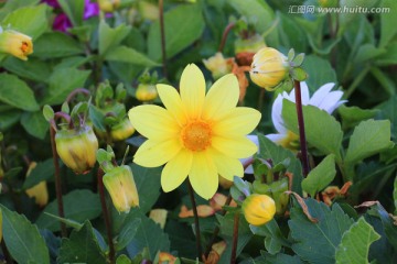 小丽菊