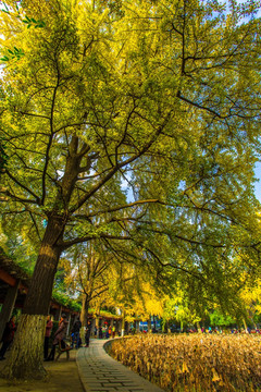 四川大学金黄色的秋景
