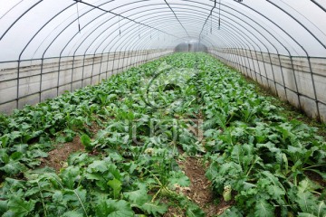 大棚种植 青菜种植